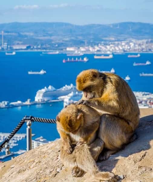 Barbary macaques in Gibraltar